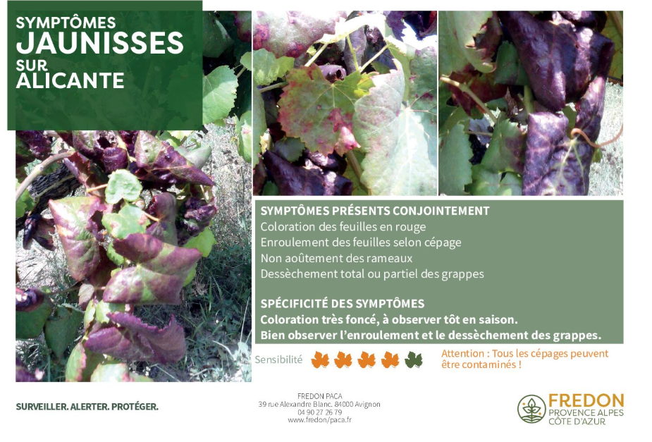 fiches symptomes_ordre_alpha Fiche Symptômes Flavescence Dorée selon cépages.